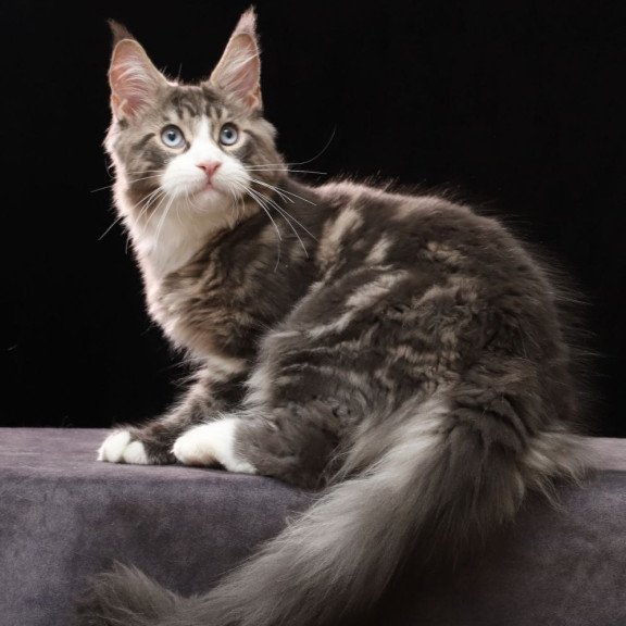 Maine Coon AP Rivaldo