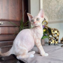 Devon Rex AP Kesha
