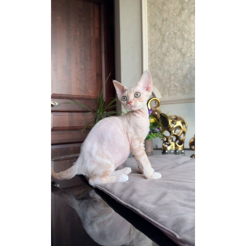 Devon Rex AP Kesha