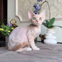 Devon Rex AP Kesha