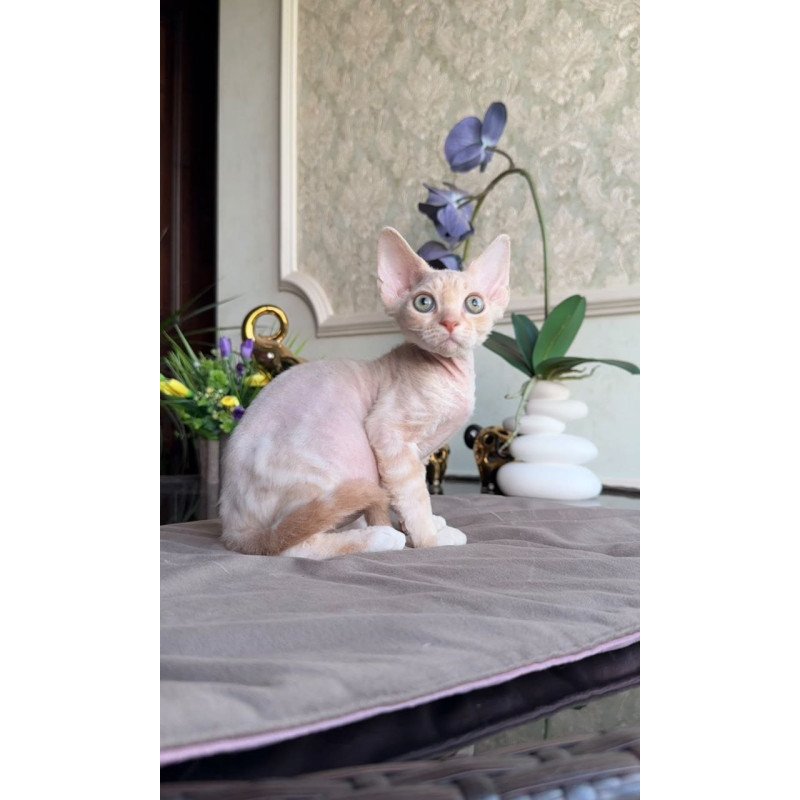 Devon Rex AP Kesha