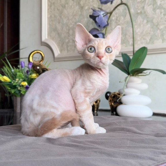 Devon Rex AP Kesha