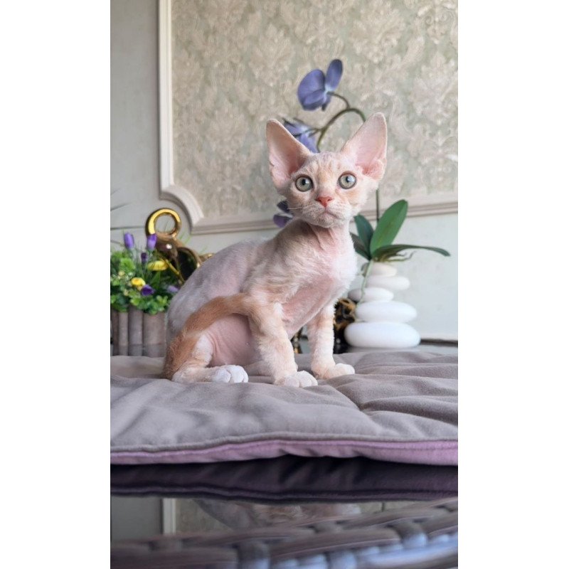 Devon Rex AP Kesha