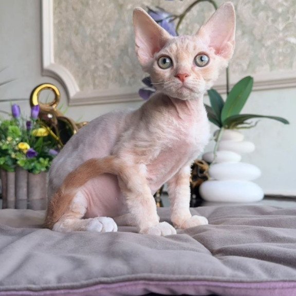 Devon Rex AP Kesha