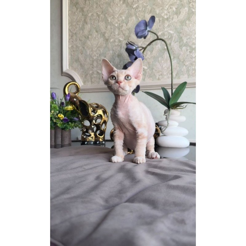 Devon Rex AP Kesha