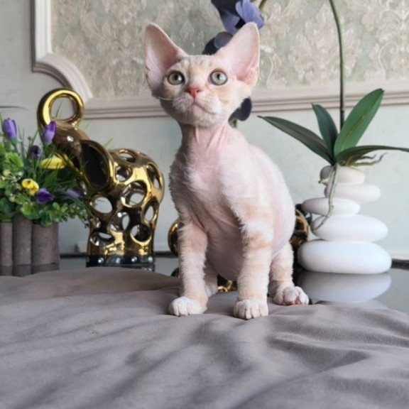 Devon Rex AP Kesha