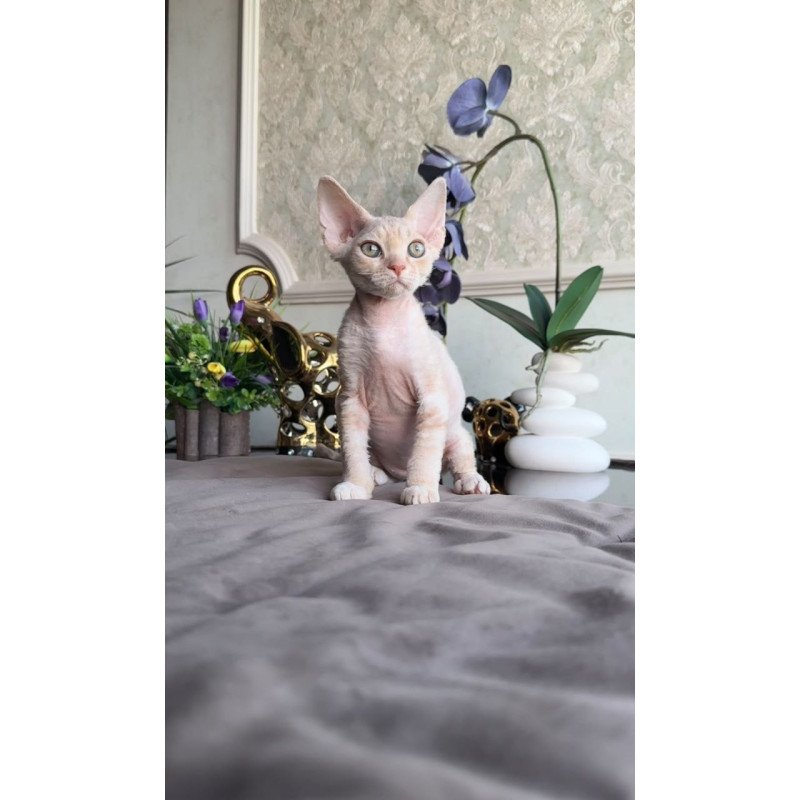 Devon Rex AP Kesha