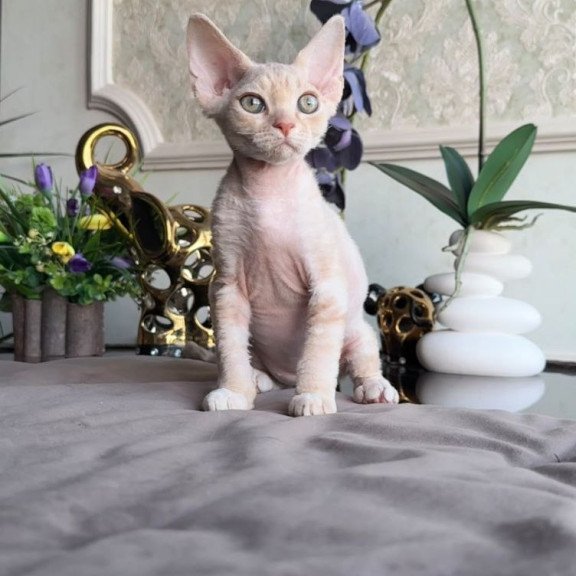 Devon Rex AP Kesha