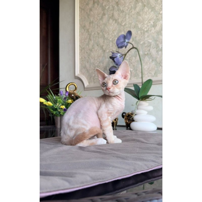 Devon Rex AP Kesha