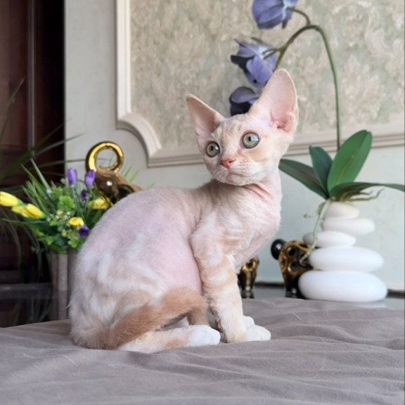Devon Rex AP Kesha