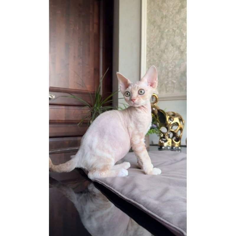 Devon Rex AP Kesha