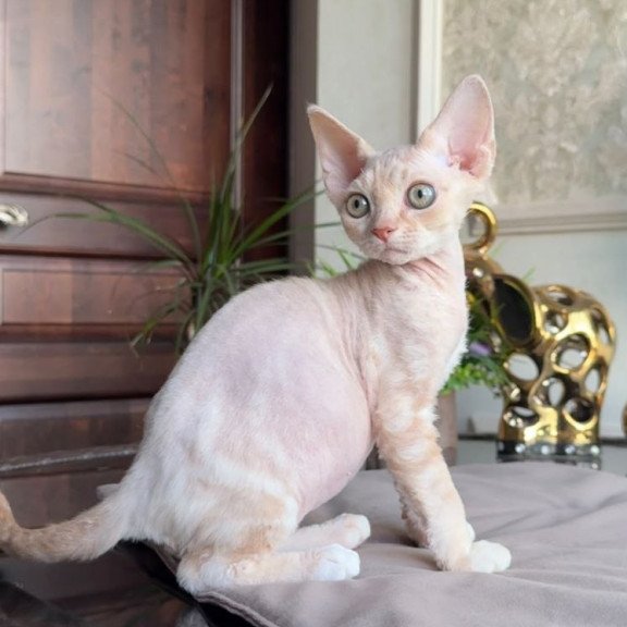 Devon Rex AP Kesha