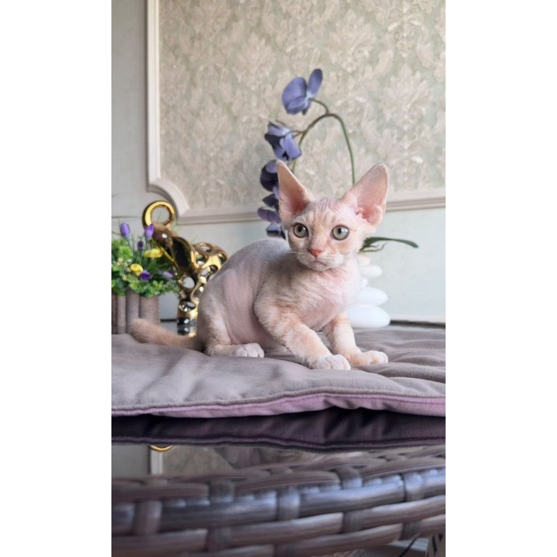 Devon Rex AP Kesha