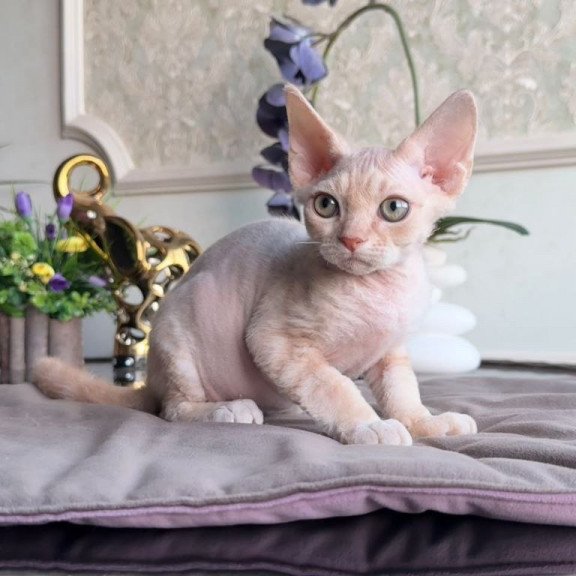 Devon Rex AP Kesha