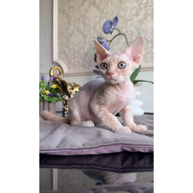 Devon Rex AP Kesha