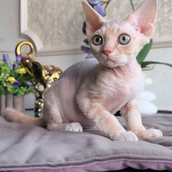 Devon Rex AP Kesha