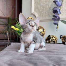 Devon Rex AP Lily