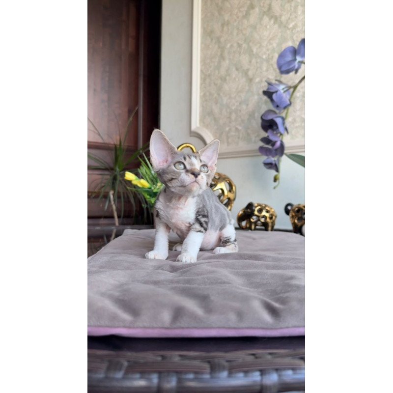Devon Rex AP Lily