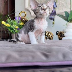 Devon Rex AP Lily