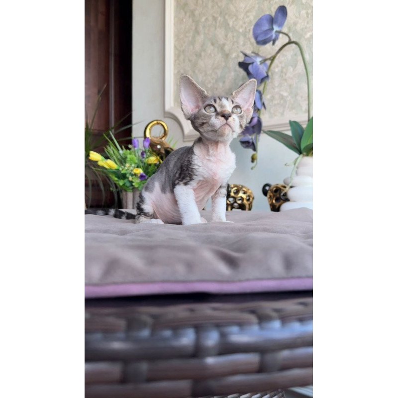 Devon Rex AP Lily