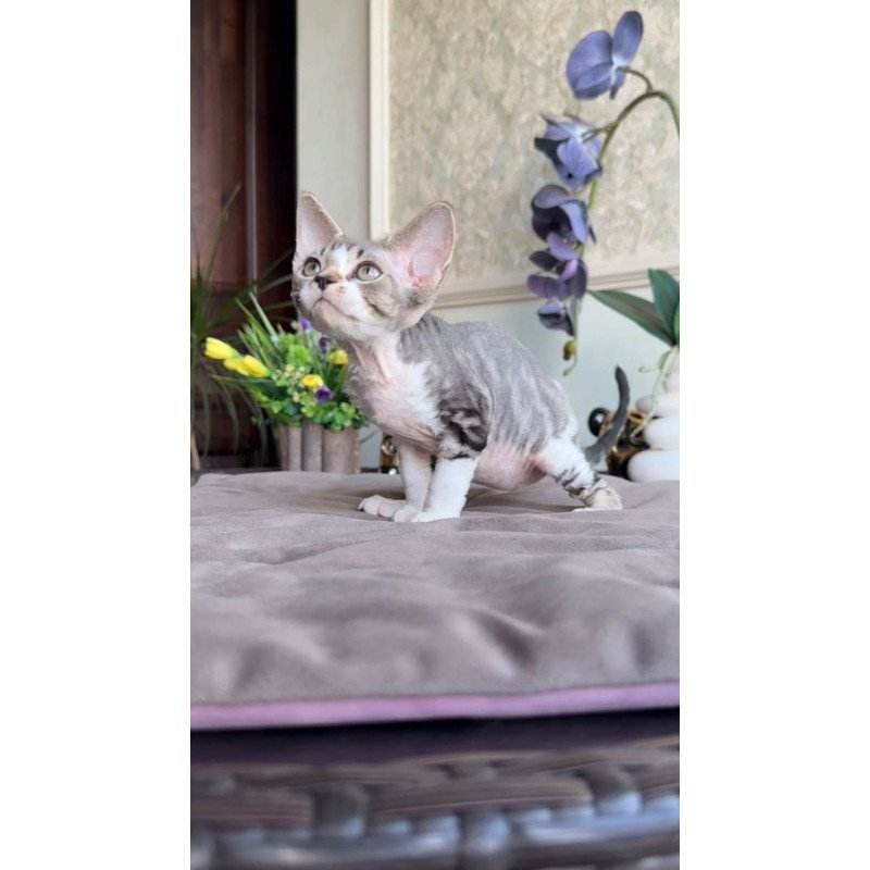 Devon Rex AP Lily