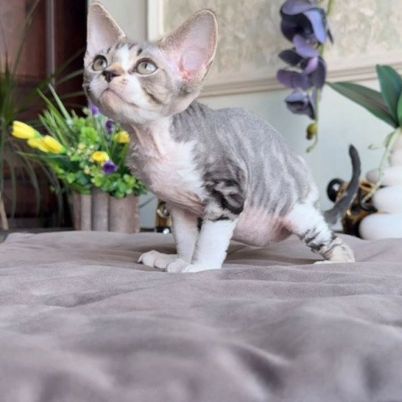 Devon Rex AP Lily