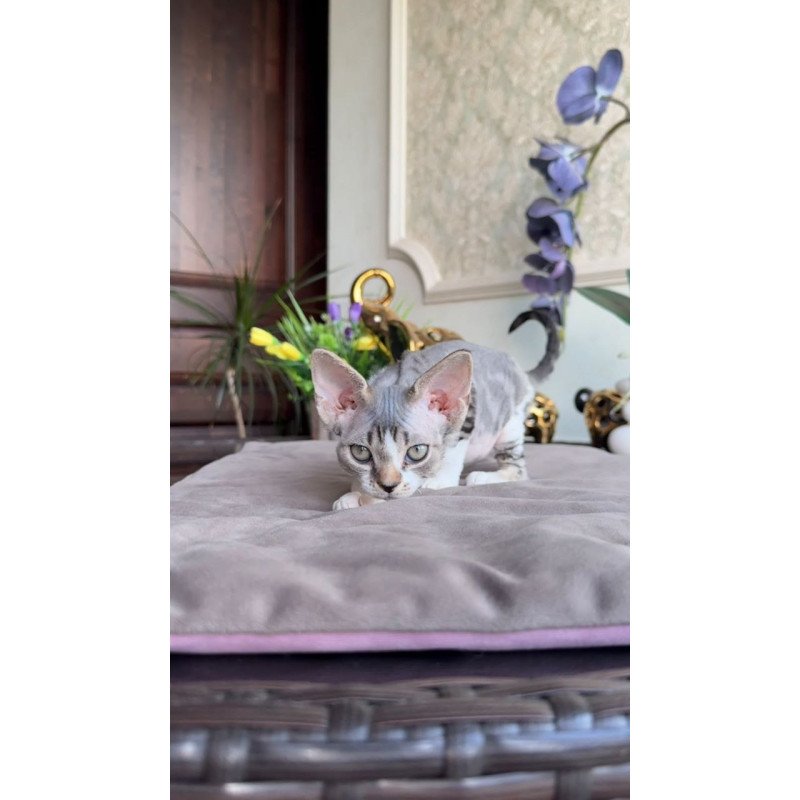 Devon Rex AP Lily