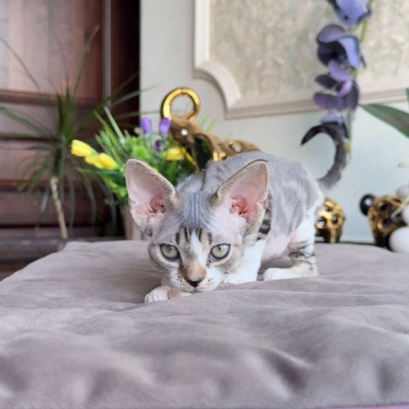 Devon Rex AP Lily