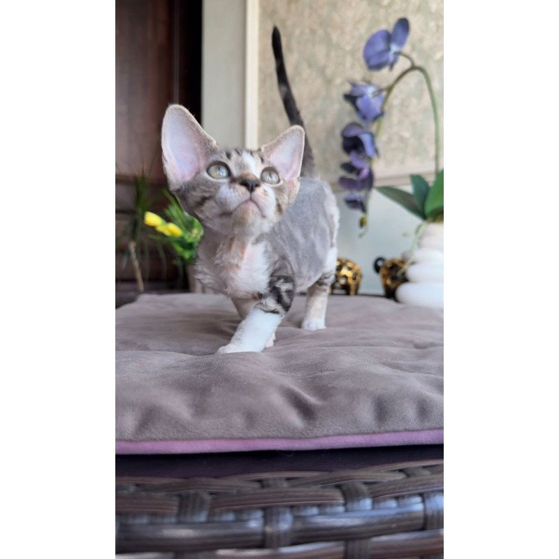 Devon Rex AP Lily