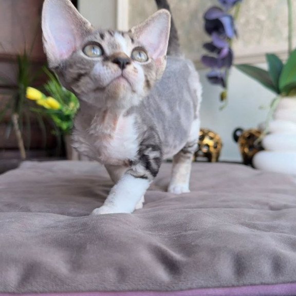 Devon Rex AP Lily