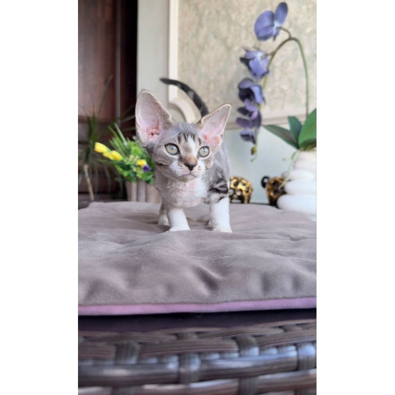 Devon Rex AP Lily
