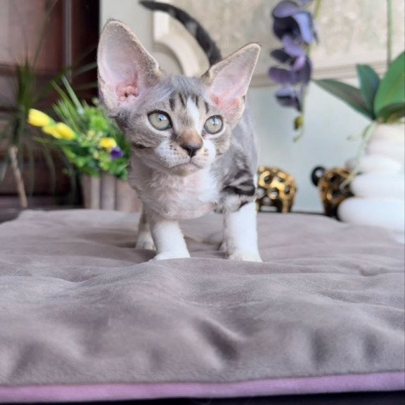 Devon Rex AP Lily