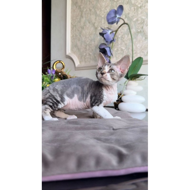 Devon Rex AP Lily