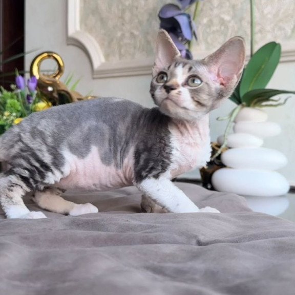 Devon Rex AP Lily