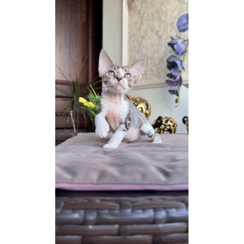 Devon Rex AP Lily