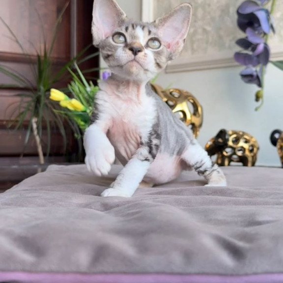 Devon Rex AP Lily
