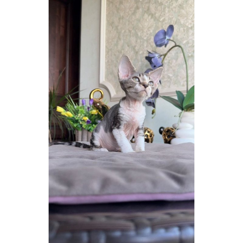 Devon Rex AP Lily