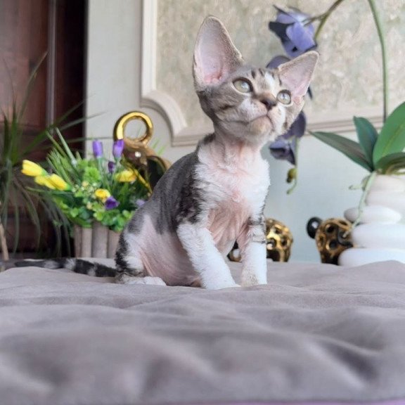 Devon Rex AP Lily