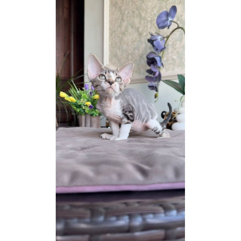 Devon Rex AP Lily