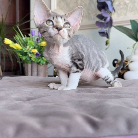 Devon Rex AP Lily
