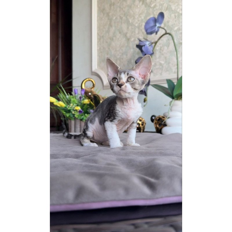 Devon Rex AP Lily