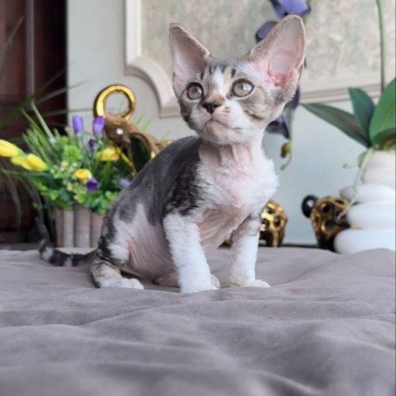 Devon Rex AP Lily