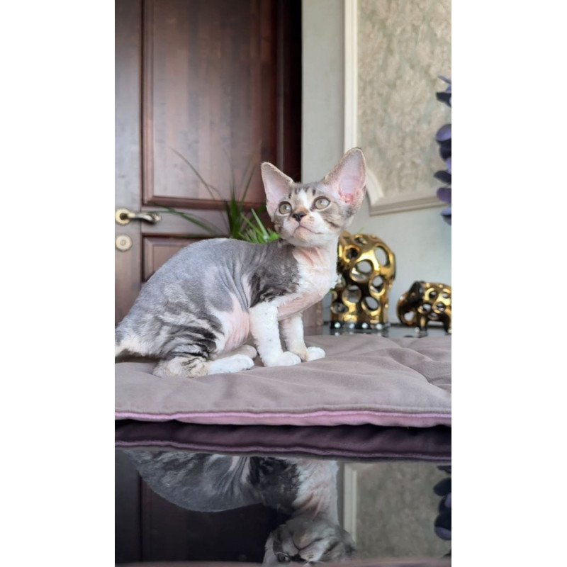 Devon Rex AP Lily