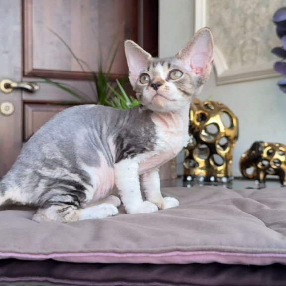 Devon Rex AP Lily
