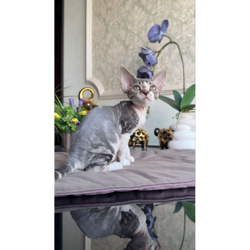 Devon Rex AP Lily