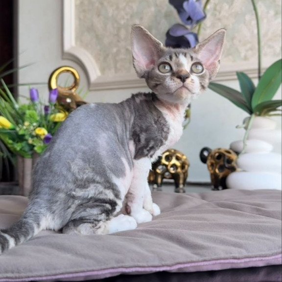 Devon Rex AP Lily