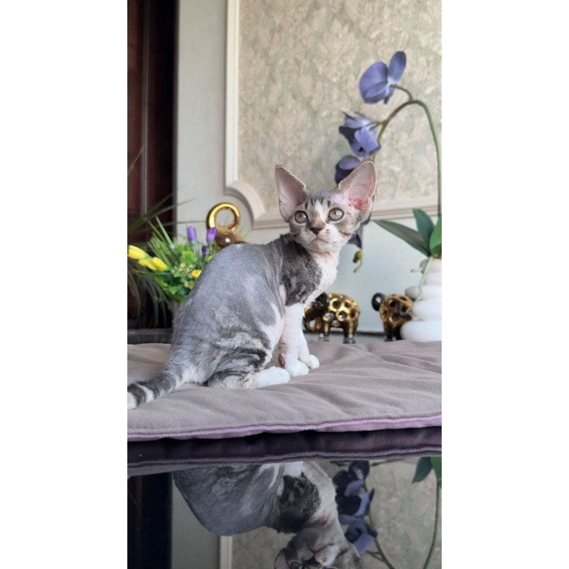 Devon Rex AP Lily