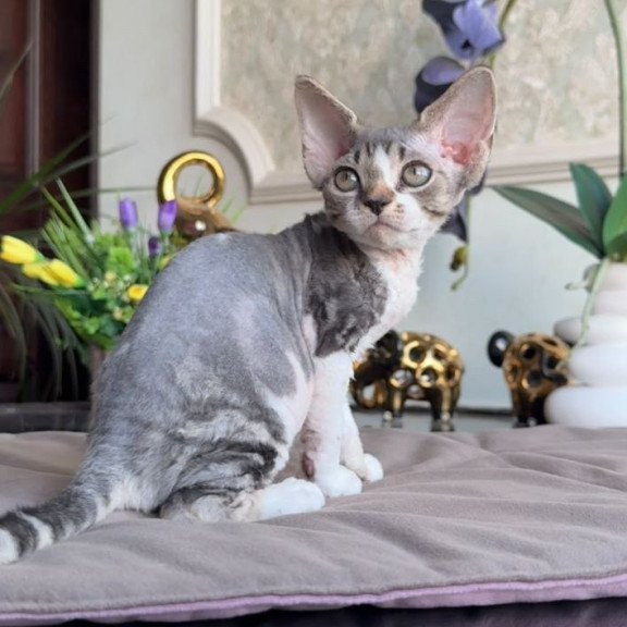 Devon Rex AP Lily