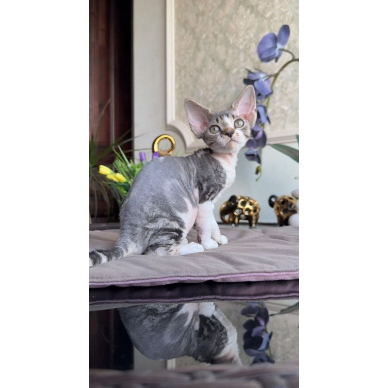 Devon Rex AP Lily