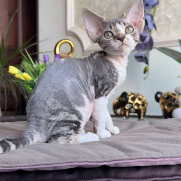 Devon Rex AP Lily